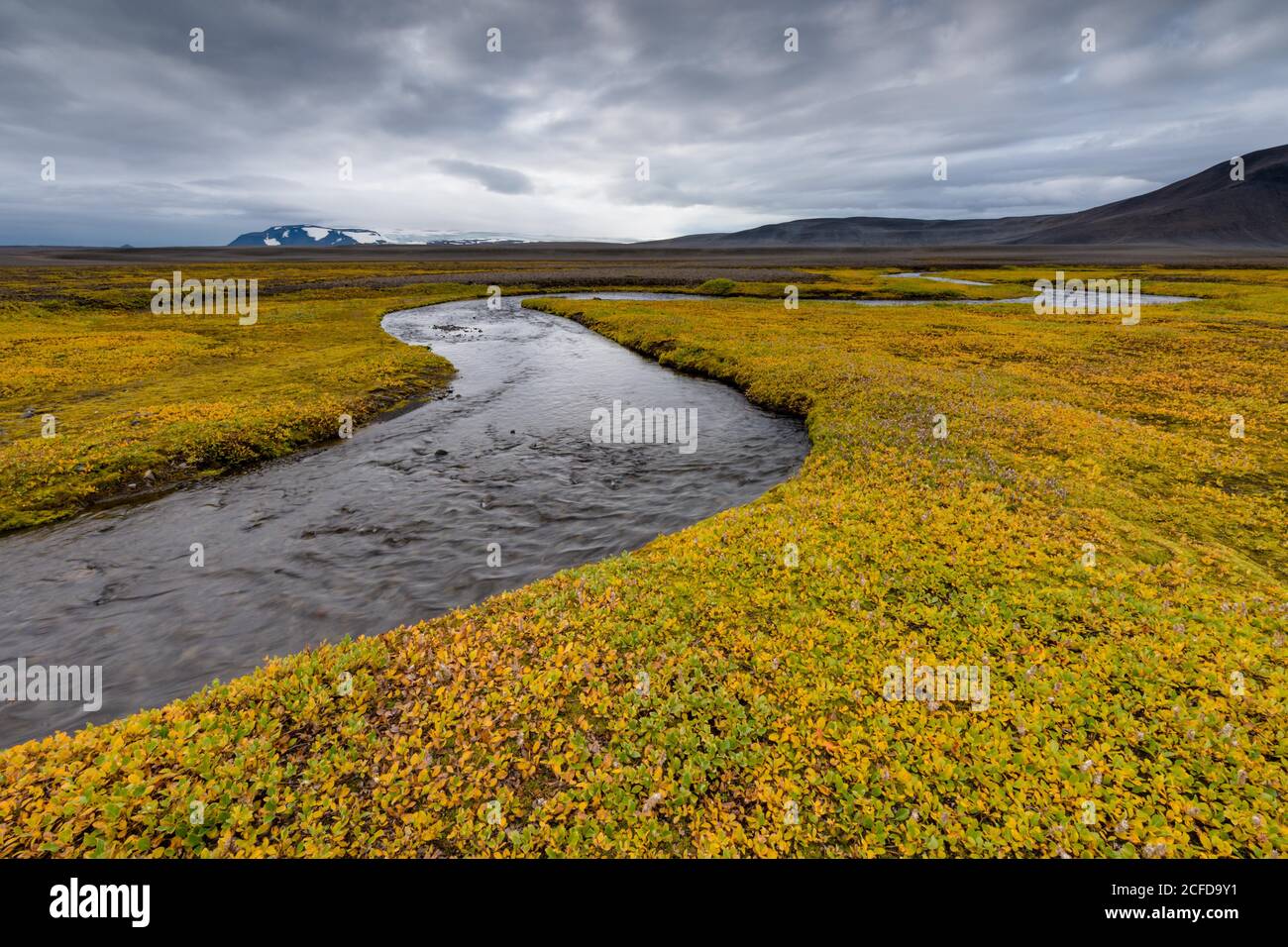 Autumnal colored or (Salix arctica) covers the banks of a stream, near Laugafell, Highlands, Iceland Stock Photo