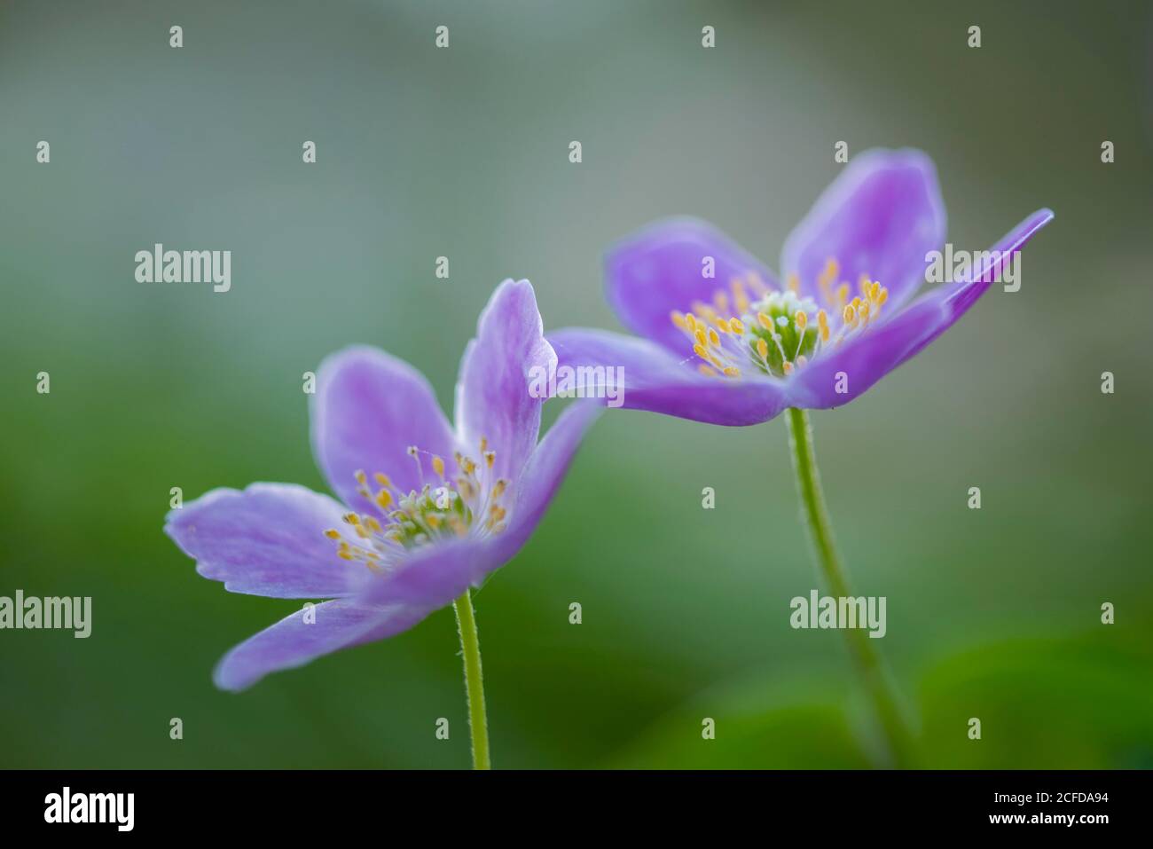 Flowering Wood anemones (Anemone nemorosa), purple variant, spring, Lower Saxony, Germany Stock Photo