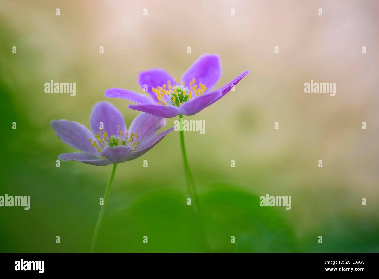 Flowering Wood anemones (Anemone nemorosa), purple variant, spring, Lower Saxony, Germany Stock Photo
