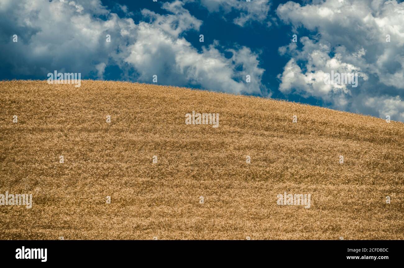 Europe, Italy, grain field near Volterra, Tuscany, Province Pisa, Stock Photo