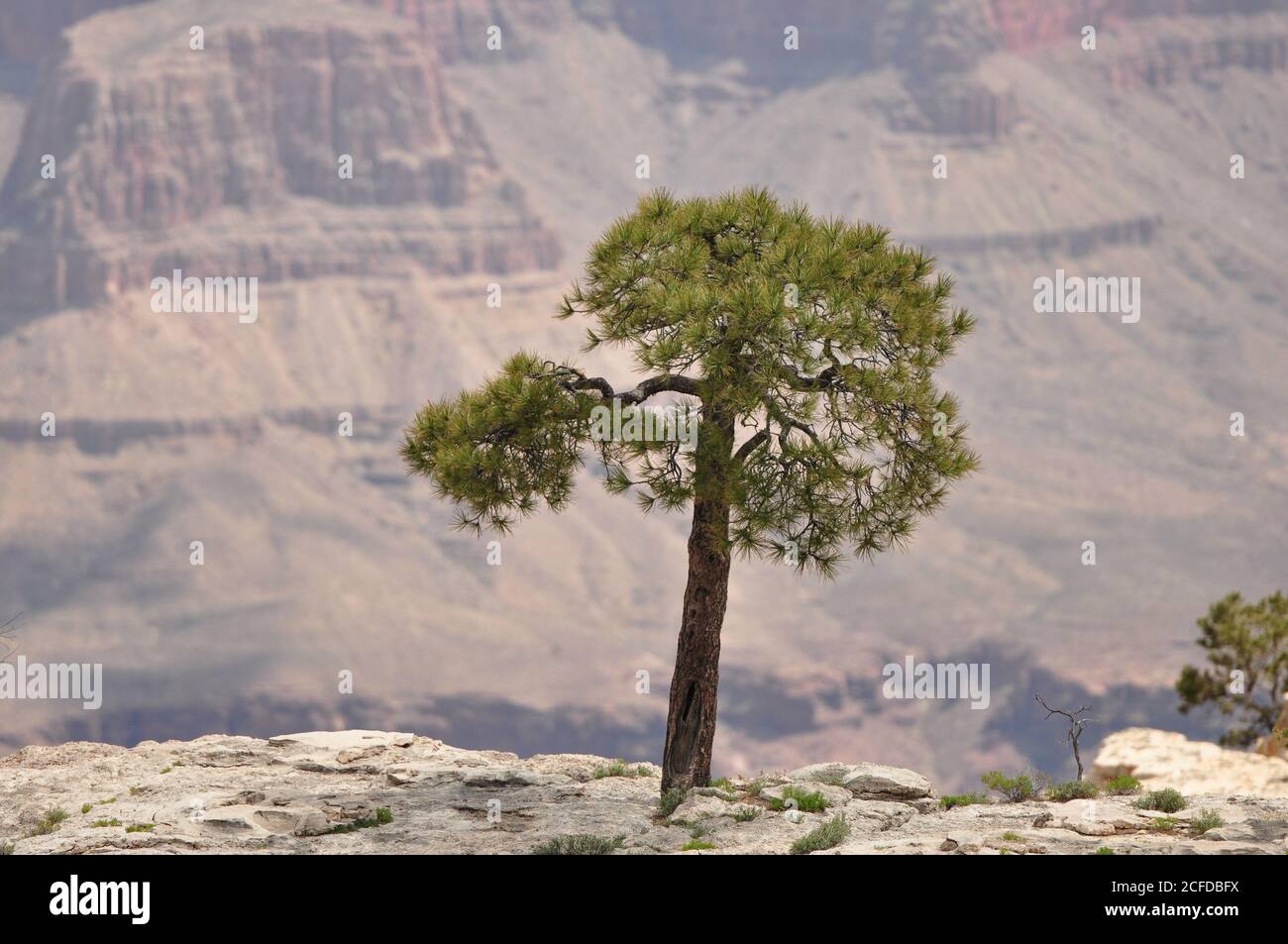 Large Pine Tree standing tall and growing strong among the stony cliffs of the Grand Canyon National Park, USA. Stock Photo
