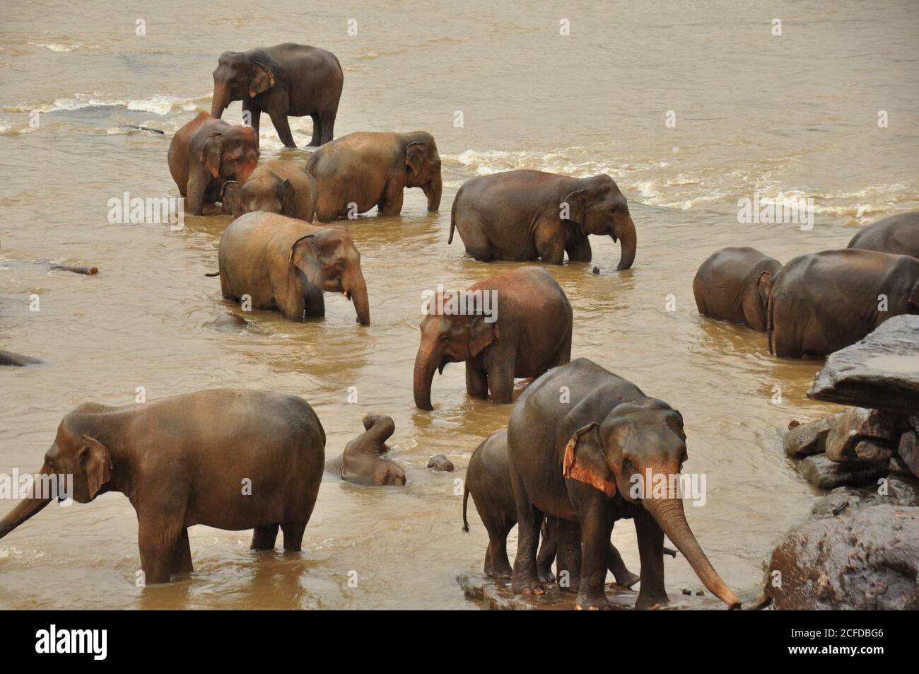 Sri Lankan Elephant (Elephas maximus maximus)  herd standing in the riverside during the wet season at the Pinnawala Elephant Orphanage, Sri Lanka. Stock Photo