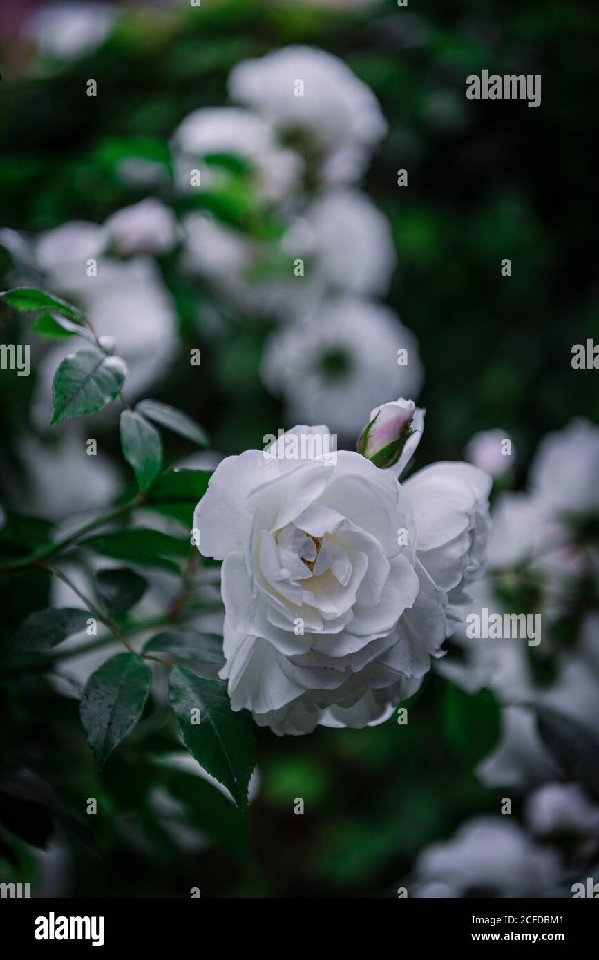 Close-up soft white roses Stock Photo