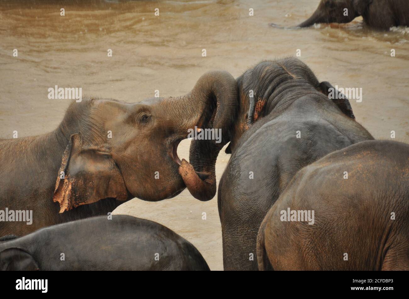 Sri Lankan Elephant (Elephas maximus maximus) playing in the riverside during the wet season at the Pinnawala Elephant Orphanage, Sri Lanka. Stock Photo