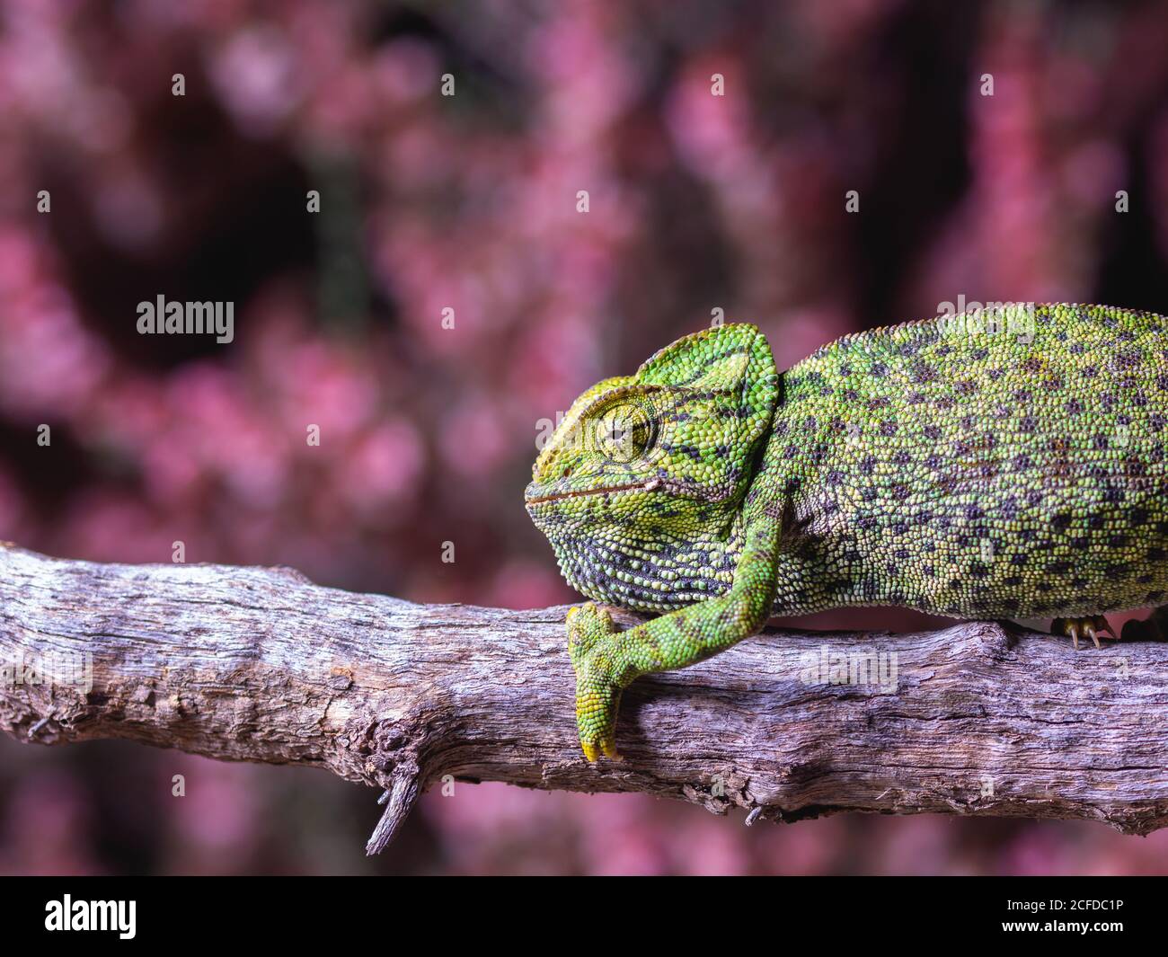 Chameleon sitting on branch Stock Photo