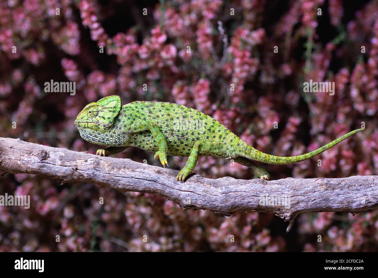 Chameleon sitting on branch Stock Photo