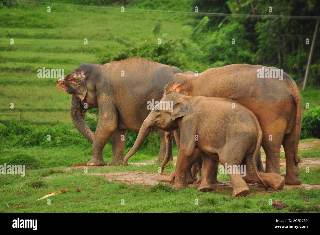 Sri Lankan Elephant (Elephas maximus maximus) herd walking together during the wet season at the Pinnawala Elephant Orphanage, Sri Lanka. Stock Photo