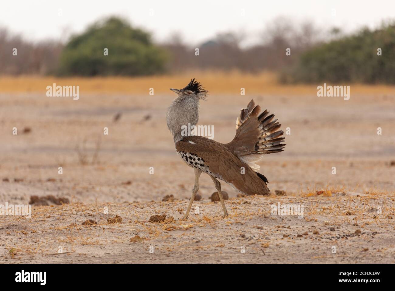 Avutarda Kori or Kori bustard bird native to Africa standing on dry land in Savuti area in Botswana with feathers spread Stock Photo