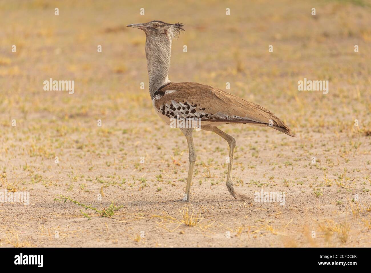 Full length of long legged Avutarda Kori or Kori bustard bird native to Africa standing on dry land in Savuti area in Botswana Stock Photo