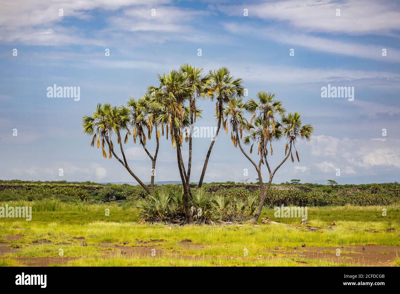 Tall doum palm trees growing in grassland on background of blue sky on sunny day Stock Photo