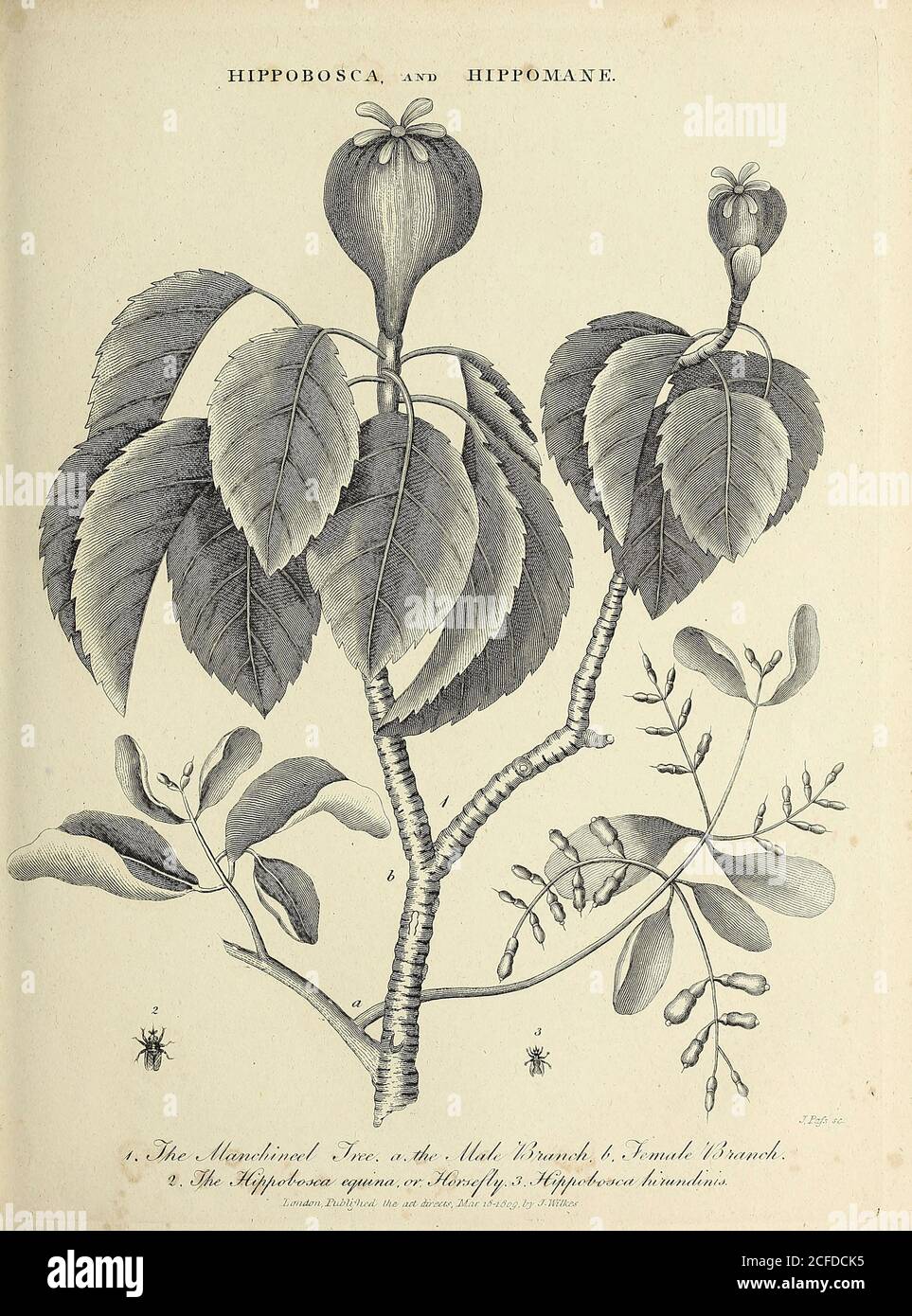 The manchineel tree (Hippomane mancinella) is a species of flowering plant in the spurge family (Euphorbiaceae). Its native range stretches from tropical southern North America to northern South America. Copperplate engraving From the Encyclopaedia Londinensis or, Universal dictionary of arts, sciences, and literature; Volume X;  Edited by Wilkes, John. Published in London in 1811 Stock Photo