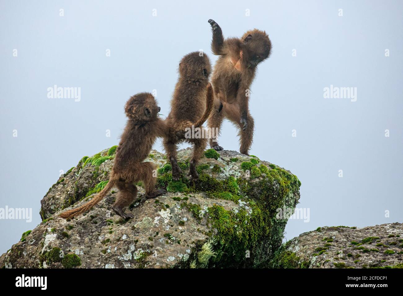 Group of baby baboons sitting on mossy rock and playing on cloudy day in Africa Stock Photo