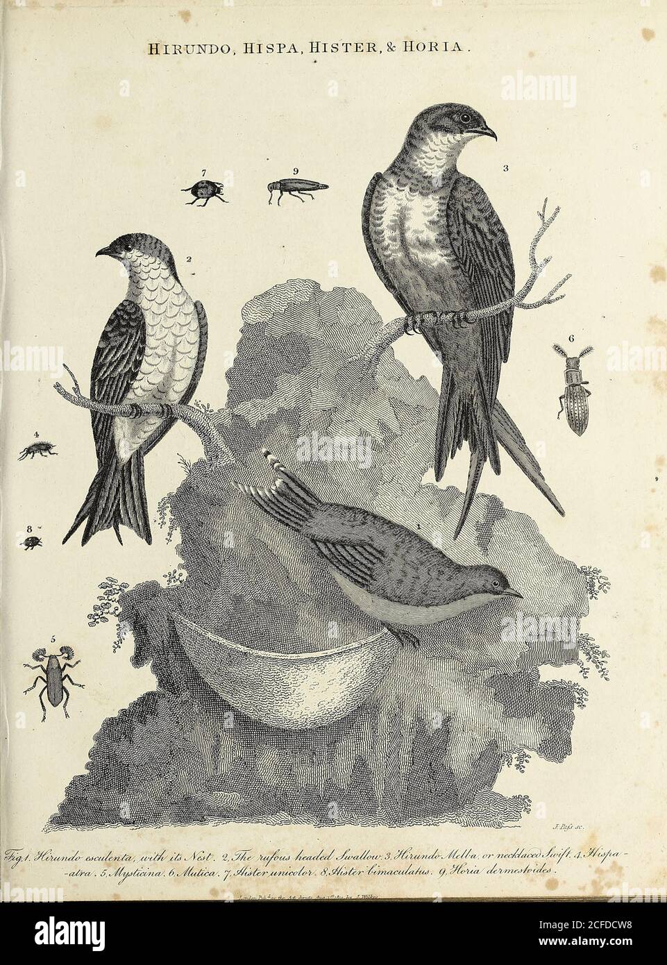 Hirundo [Bird], Hispa [Leaf Beetle], Hister [Clown Beetle] and Horia [Beetle] Copperplate engraving by F. Pufs. From the Encyclopaedia Londinensis or, Universal dictionary of arts, sciences, and literature; Volume X;  Edited by Wilkes, John. Published in London in 1811 Stock Photo