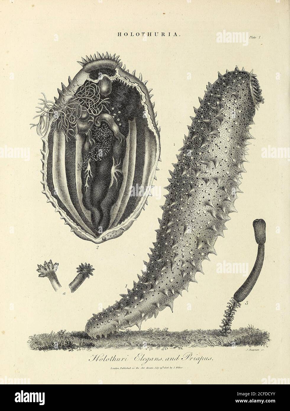 Holothuria [sea cucumbers] Holothuri Elegans and Priapus Copperplate engraving by J. Chapman. From the Encyclopaedia Londinensis or, Universal dictionary of arts, sciences, and literature; Volume X;  Edited by Wilkes, John. Published in London in 1811 Stock Photo