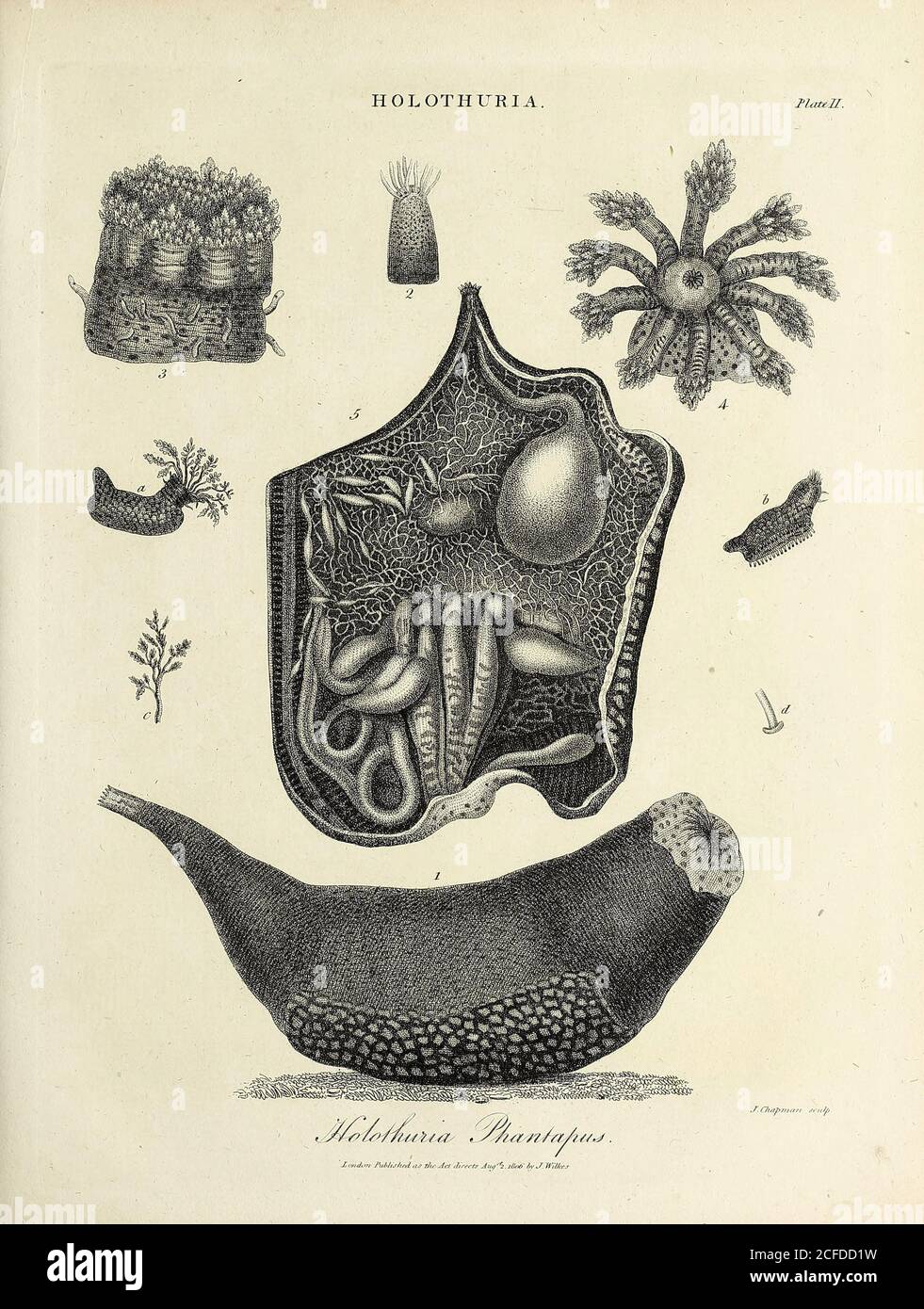 Holothuria [sea cucumbers] Holothuria Phantapus Copperplate engraving by J Chapman, From the Encyclopaedia Londinensis or, Universal dictionary of arts, sciences, and literature; Volume X;  Edited by Wilkes, John. Published in London in 1811 Stock Photo