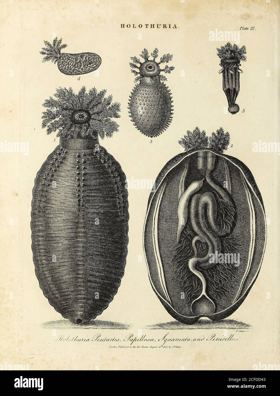 Holothuria [sea cucumbers] Holothuria Pentactes, Papillosa, Squamata and Penicillus. Copperplate engraving by J Chapman, From the Encyclopaedia Londinensis or, Universal dictionary of arts, sciences, and literature; Volume X;  Edited by Wilkes, John. Published in London in 1811 Stock Photo