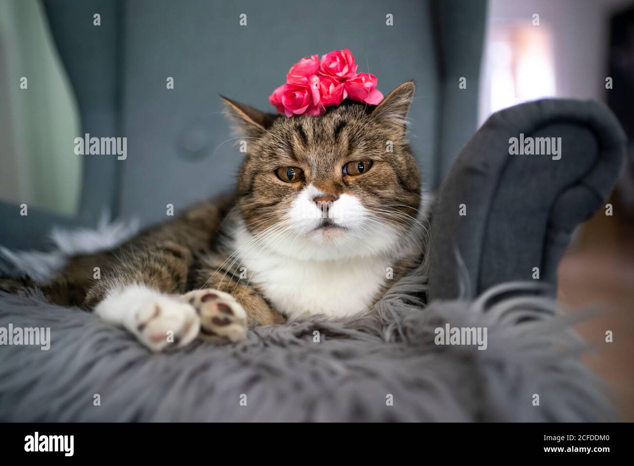 cute tabby white british shorthair cat wearing crown made of flowers on