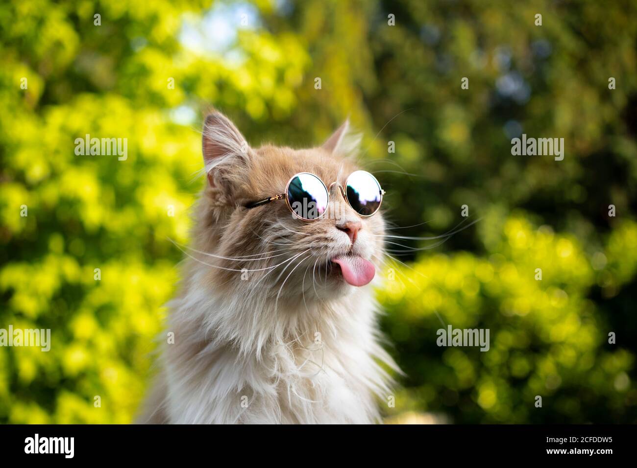 naughty maine coon cat wearing sunglasses sticking out tongue Stock