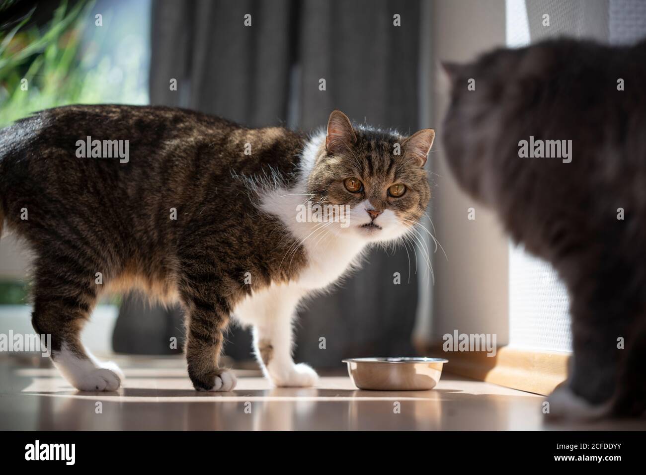 Bob Cats Right Next To Each Other