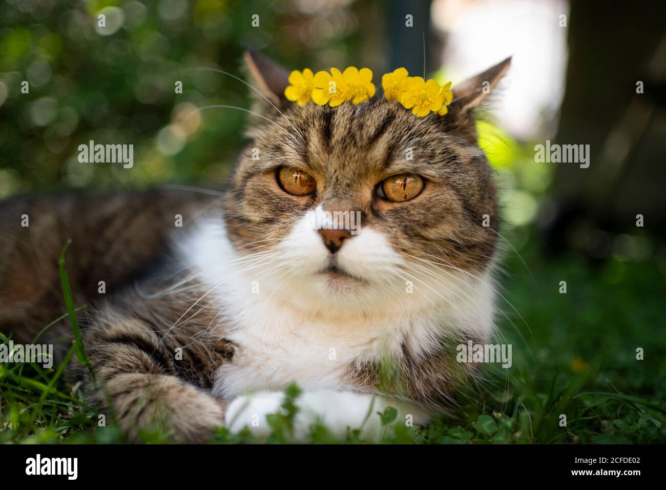 tabby white british shorthair cat wearing a crown made of yellow