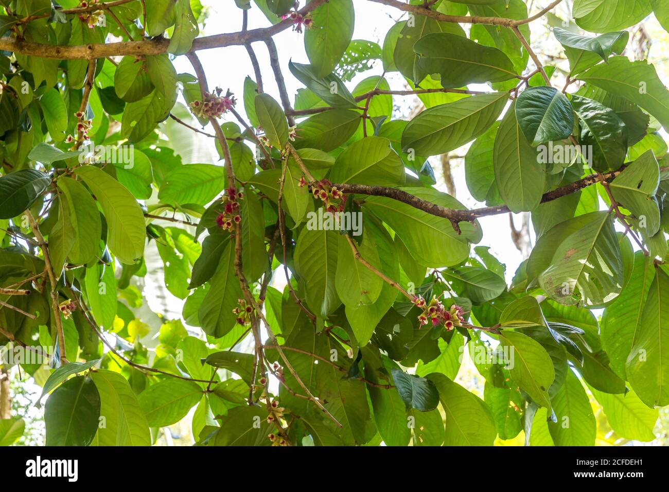 Java apple tree with fruit, (Syzygium samarangense), Ivoloina National Park, Ivoloina River, Taomasina, Tamatave, Madagascar, Africa, Indian Ocean Stock Photo