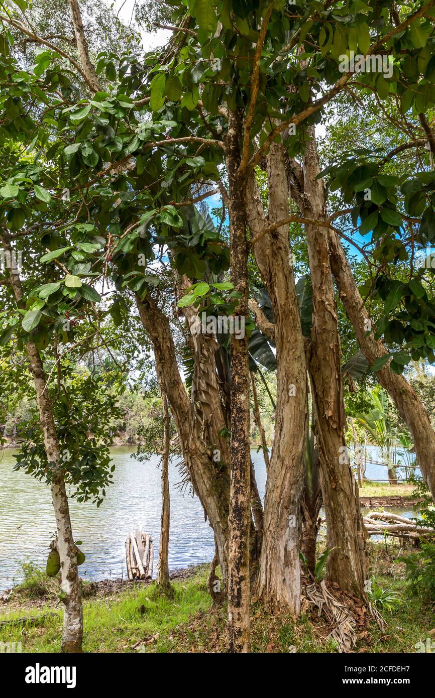 Java apple tree, (Syzygium samarangense), Ivoloina National Park, Ivoloina River, Taomasina, Tamatave, Madagascar, Africa, Indian Ocean Stock Photo