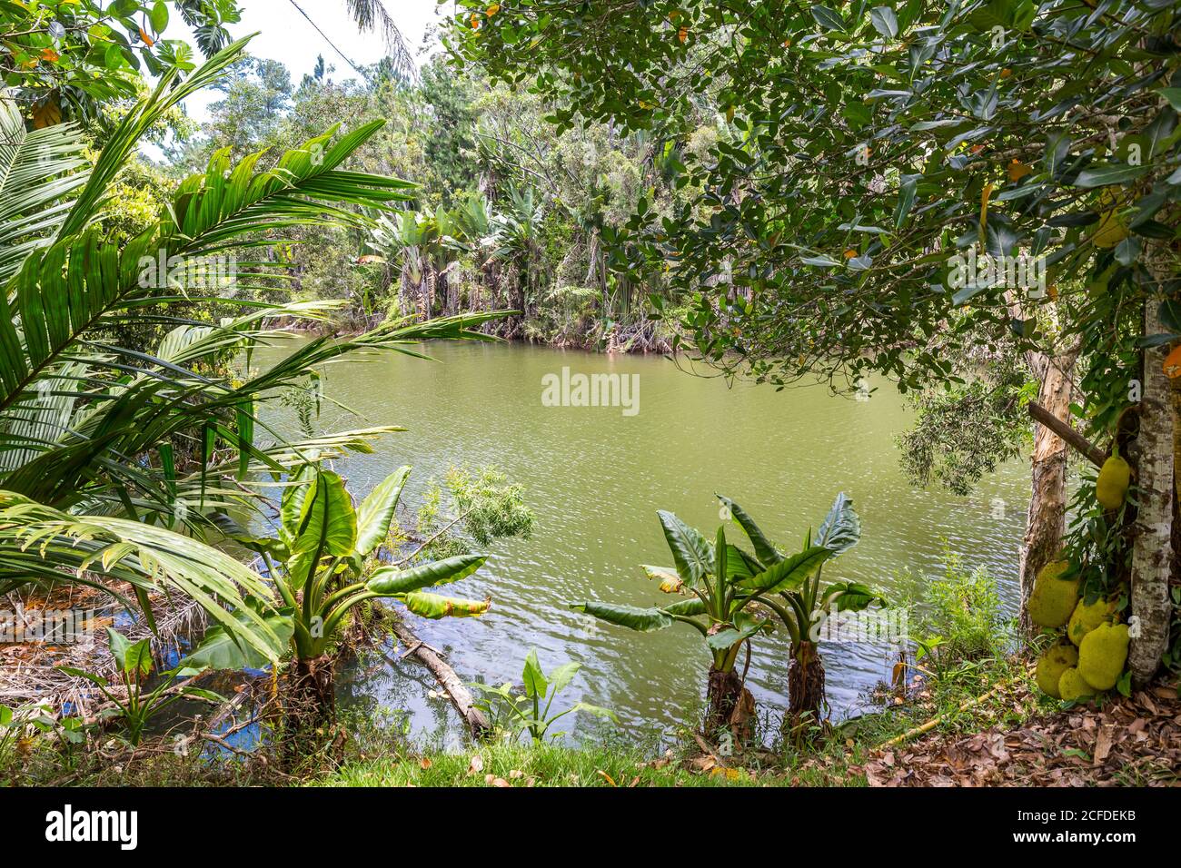 Water banana palms and jackfruit tree, tropical vegetation on the Ivolina River, Ivoloina National Park, Ivoloina River, Taomasina, Tamatave, Stock Photo