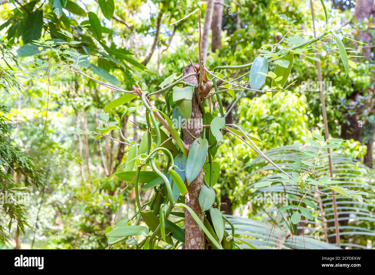 Vanilla plant, spice vanilla, (Vanilla planifolia), Ivoloina National