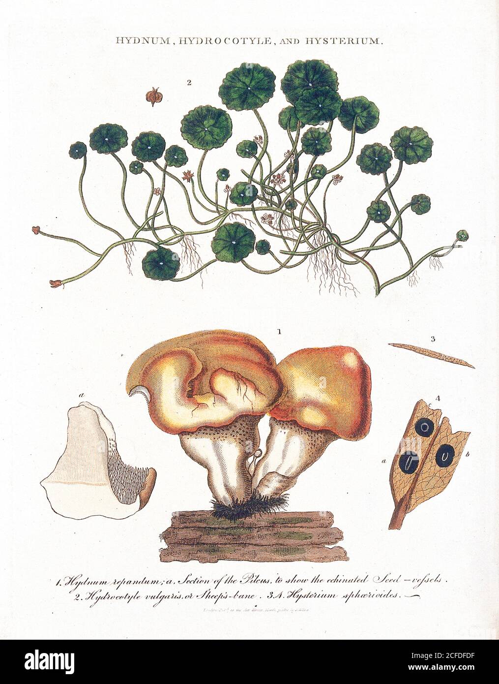 Hydnum [Fungi], Hydrocotyle [water pennywort] and Hysterium Coloured Copperplate engraving From the Encyclopaedia Londinensis or, Universal dictionary of arts, sciences, and literature; Volume X;  Edited by Wilkes, John. Published in London in 1811 Stock Photo