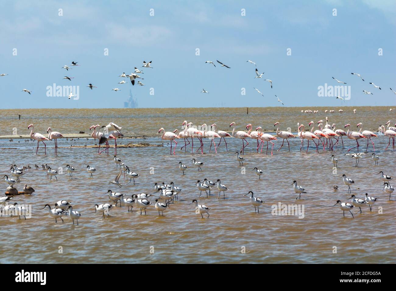 Flamingos in Walvis Bay / Namibia, Namibia Stock Photo