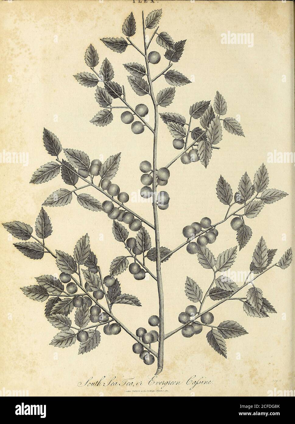 Ilex South Sea Tea or Evergreen Cassine Copperplate engraving by J. Pass From the Encyclopaedia Londinensis or, Universal dictionary of arts, sciences, and literature; Volume X;  Edited by Wilkes, John. Published in London in 1811 Stock Photo