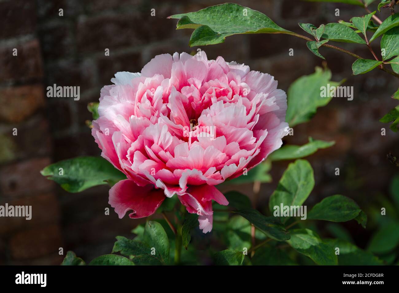 Peony suffruticosa Reine Elizabeth, Tree Peony Stock Photo - Alamy