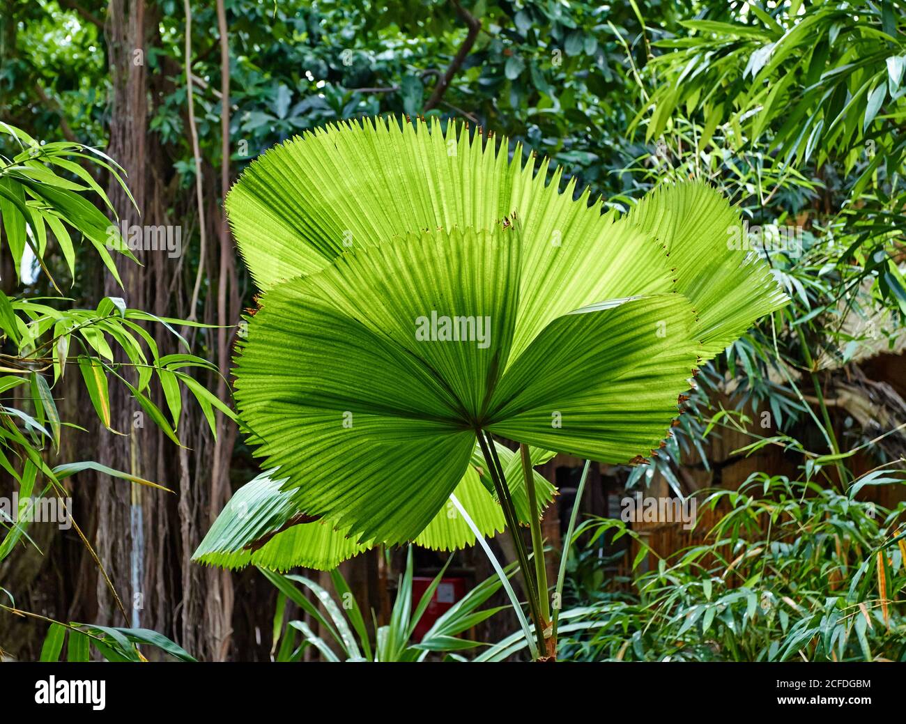 Summer tropical leaves in hi-res stock photography and images - Alamy
