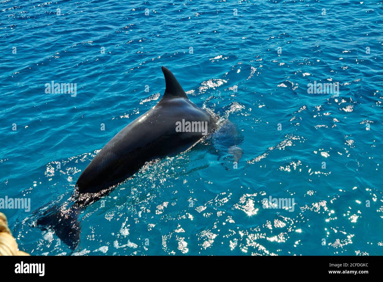 Dolphin in the Red Sea. Eilat Israel September 2018 Stock Photo