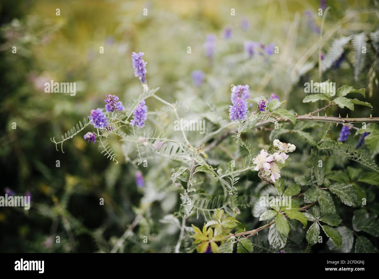 Climbing plant with purple flowers, Poulnabrone dolmen, Burren Ireland