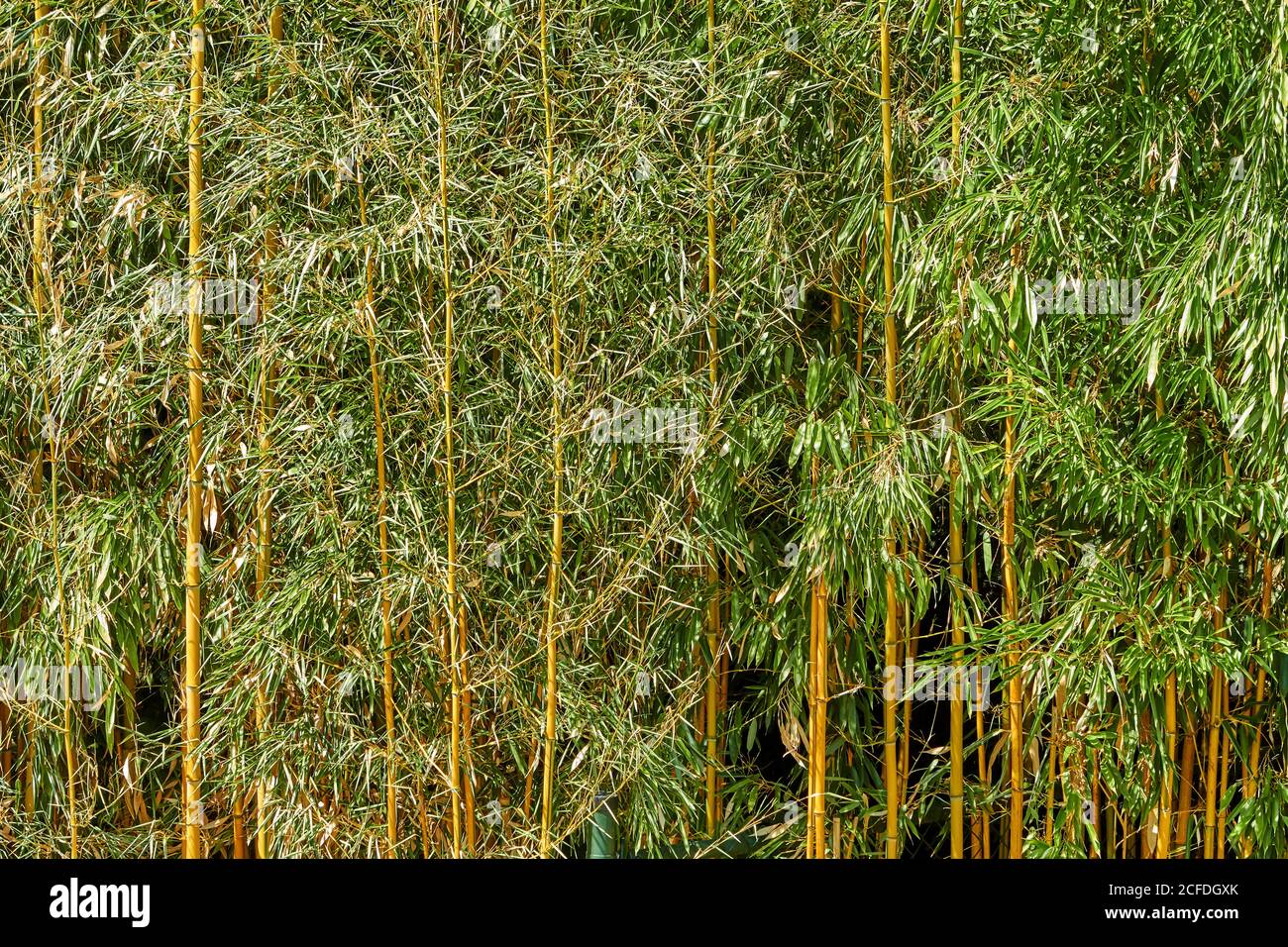 Green leaves with yellow stems texture background Stock Photo