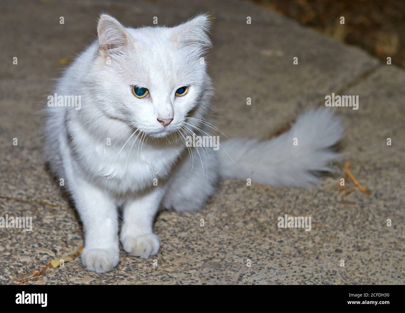 Portrait of a white cat with green eyes in nature Stock Photo - Alamy
