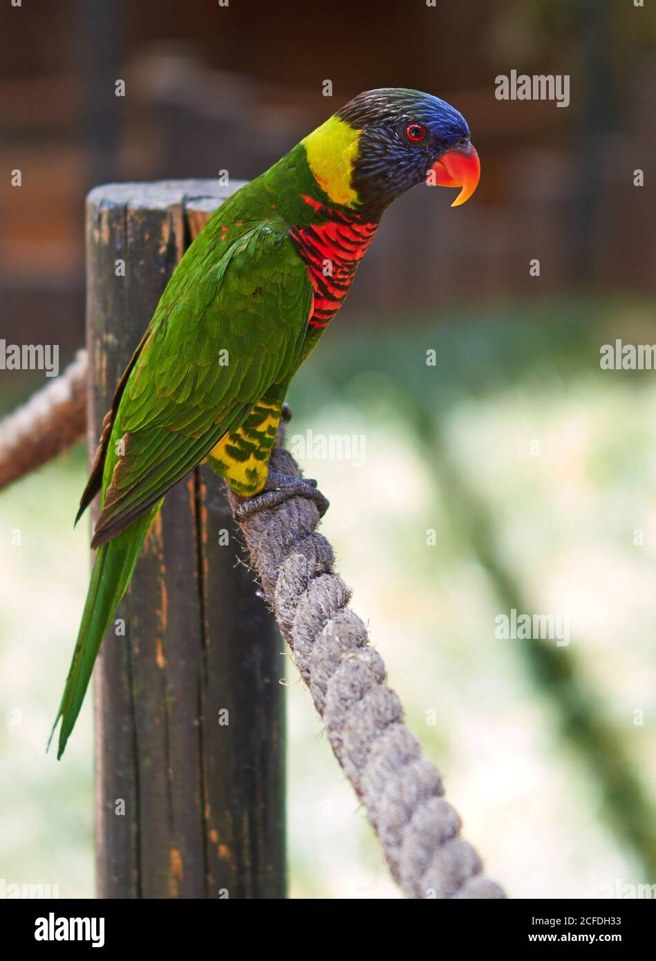 A green parrot with a red beak is sitting on a rope in a zoological park  Stock Photo - Alamy