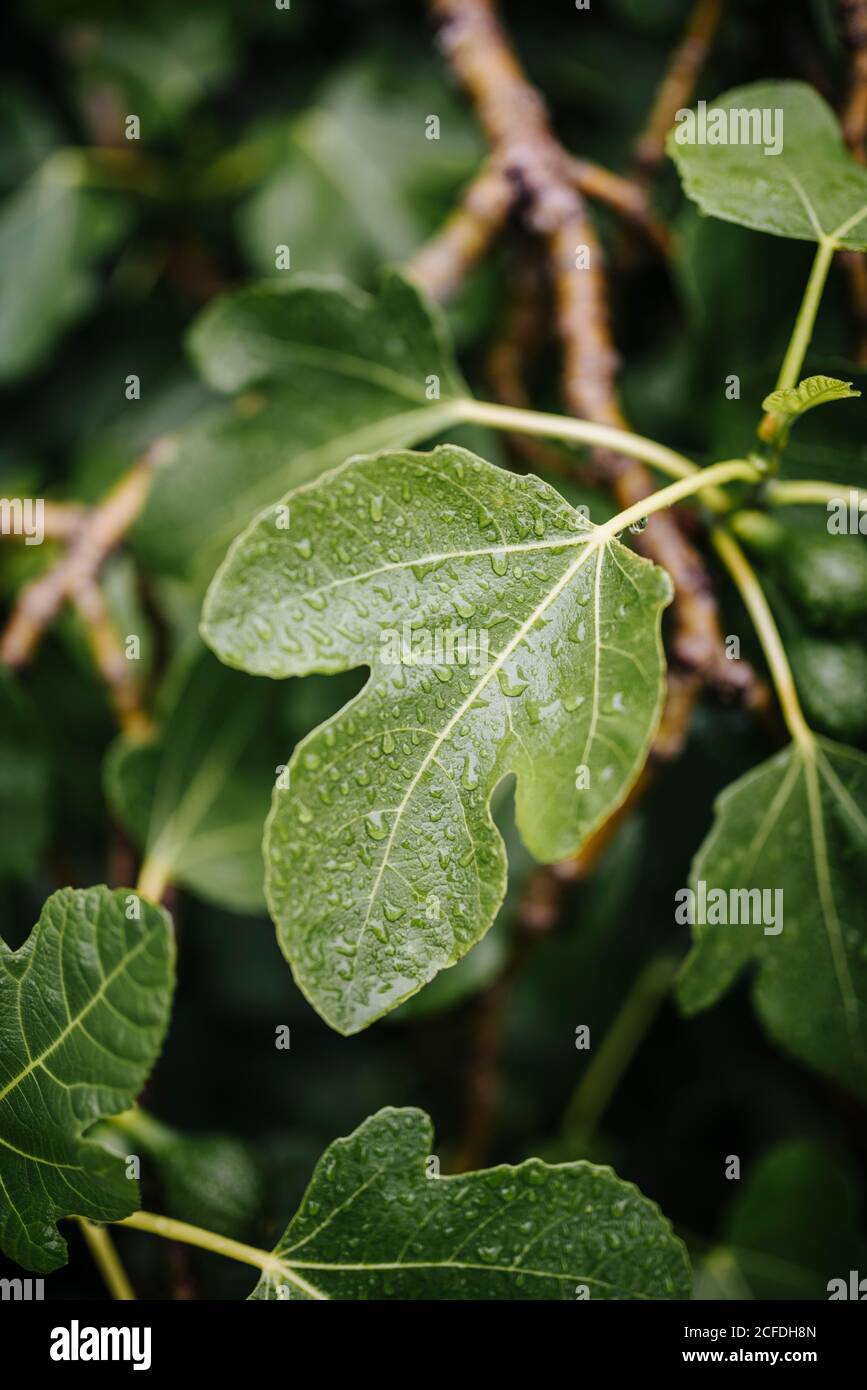 Fig leaf, detail of a fig tree, in the Victorian "Walled Garden" of