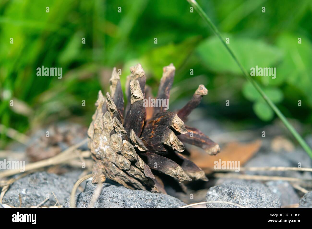 An old dried pine cone that fell from a pine tree lies on the ground against a background of green grass. Close up Stock Photo
