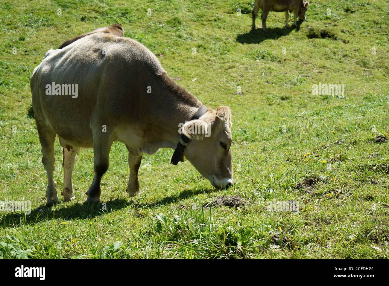 Brown cow grazing in a meadow Stock Photo - Alamy