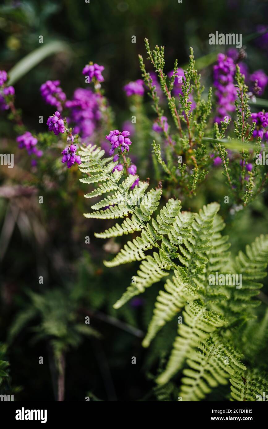 Detail shot of a fern leaf with purple heather flowers, Glenveagh National Park, Ireland Stock Photo