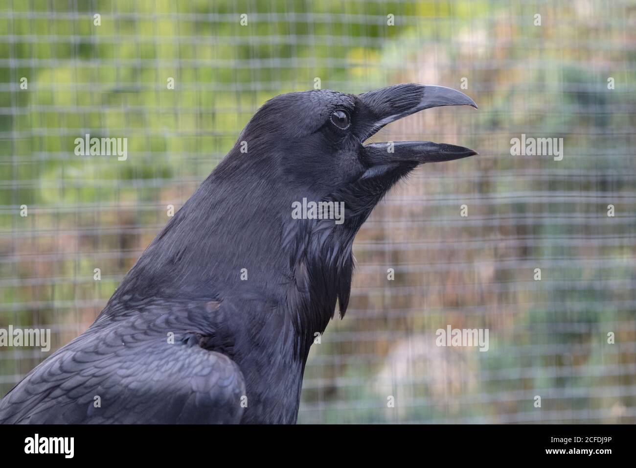 Raven with open mouth hires stock photography and images Alamy