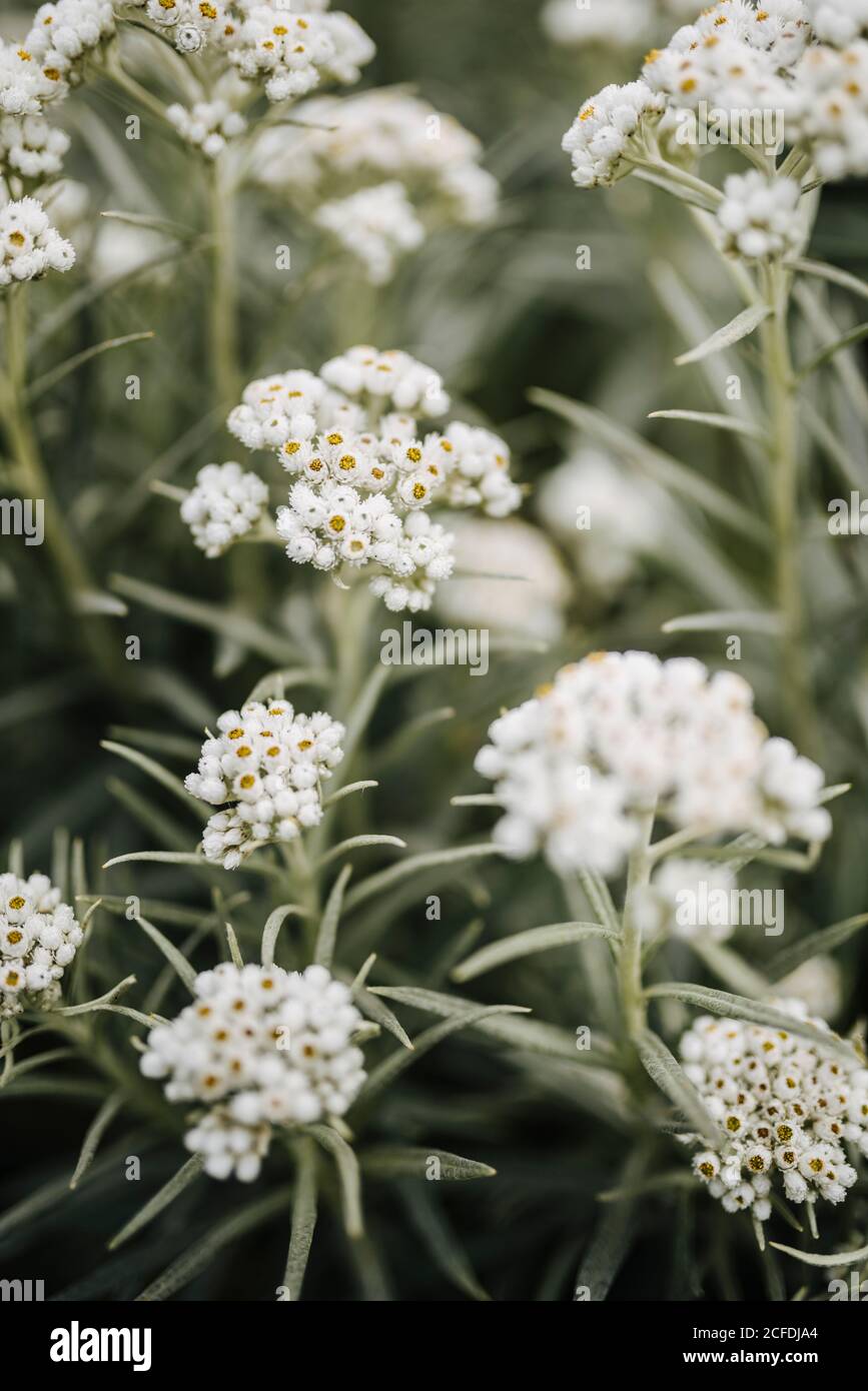 white flowers of Anaphalis margaritacea or pearly everlasting, Victorian kitchen garden in Phoenix Park, Dublin, Ireland Stock Photo