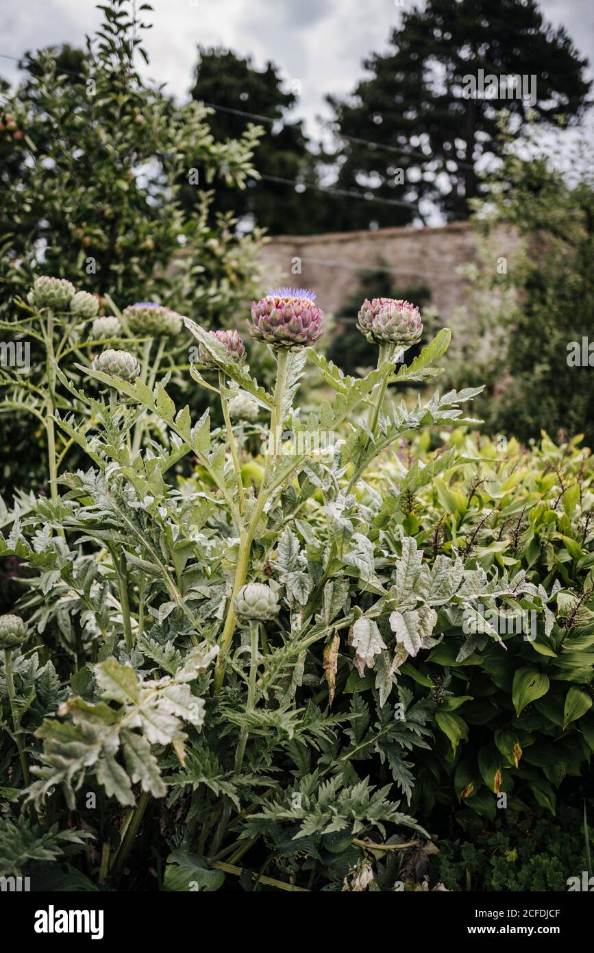 Artichokes bloom in the victorian kitchen garden in phoenix park hires