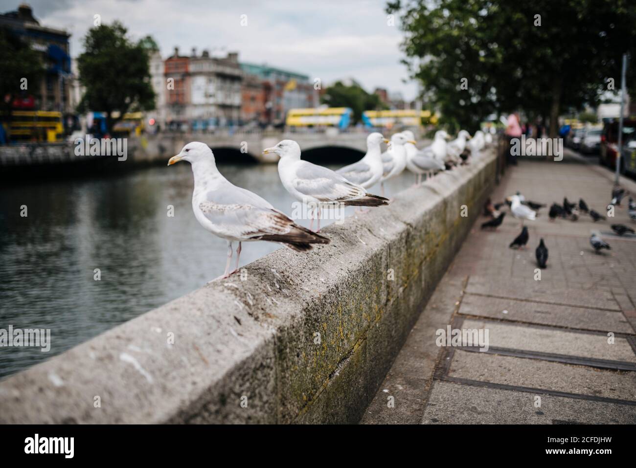 Seagulls stand on parapet looking out over the Liffey, Dublin, Ireland Stock Photo