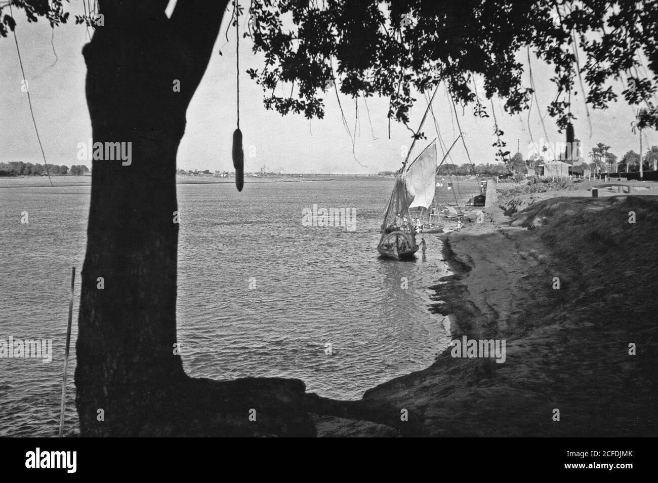 Middle East History - Sudan. Khartoum. Banks of the Blue Nile framed by a sausage tree (Lify Sponge) Stock Photo