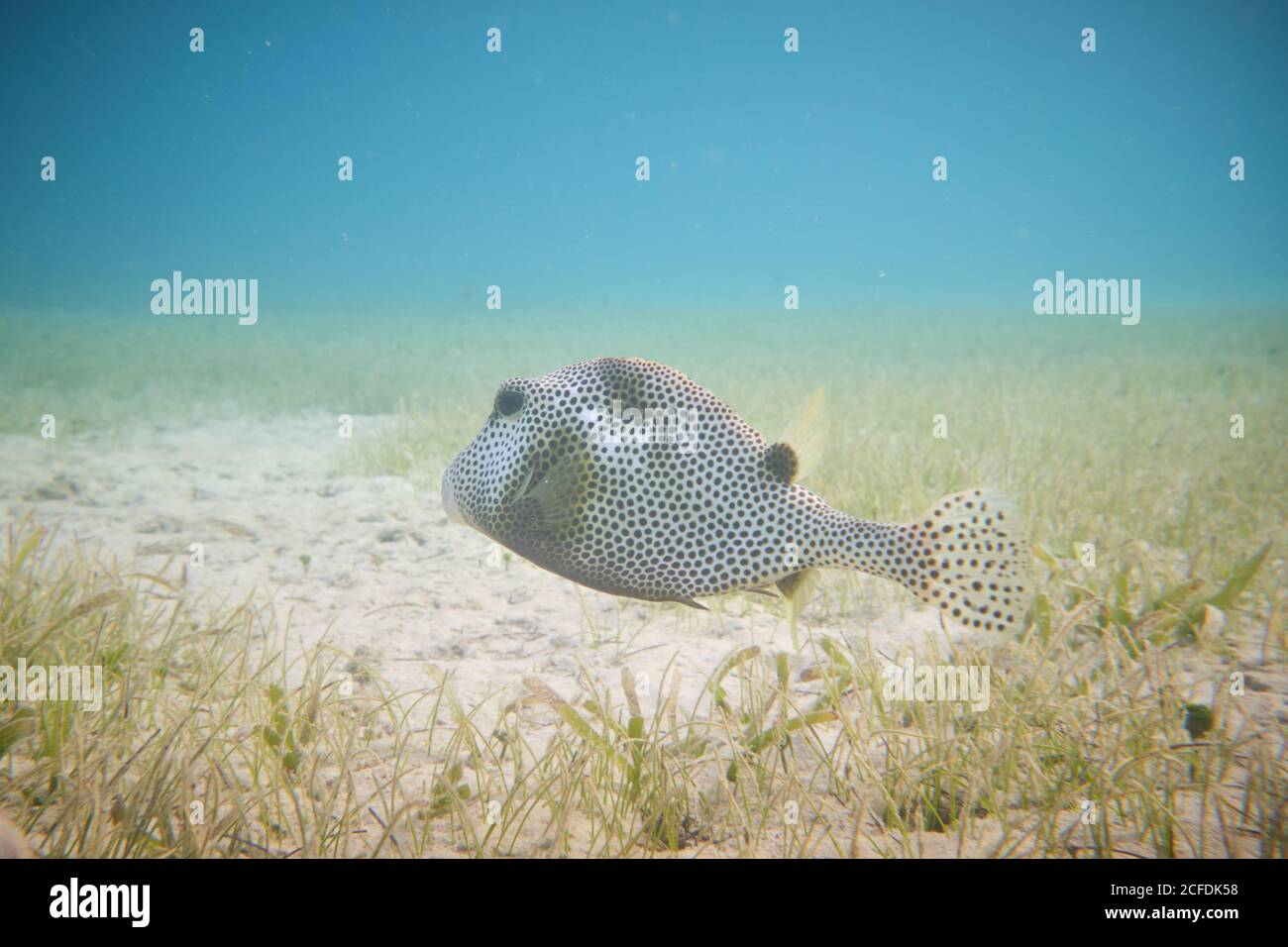 Drunk fish hires stock photography and images Alamy