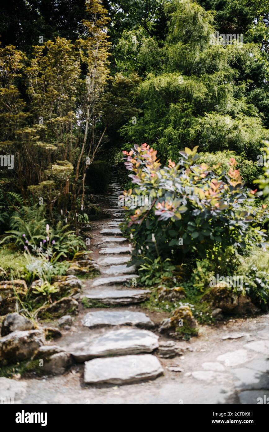 Stone slab stairs lead to a densely overgrown garden, Killarney National Park, Ireland Stock Photo