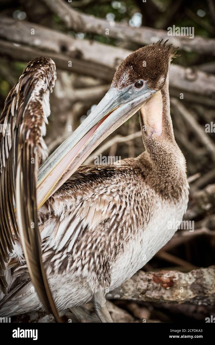 Gray pelican preening wing feathers while sitting on rough tree branches in nature Stock Photo